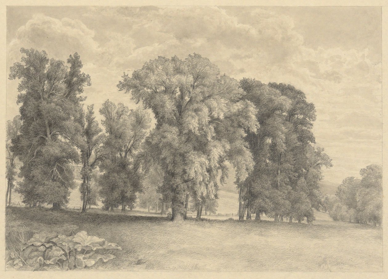 Prado e árvores de Unknown