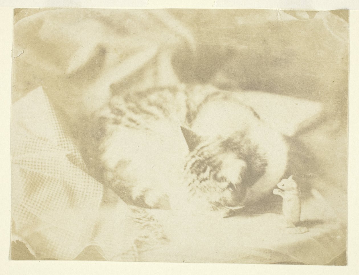 O gato da Sra. Craik de Unknown