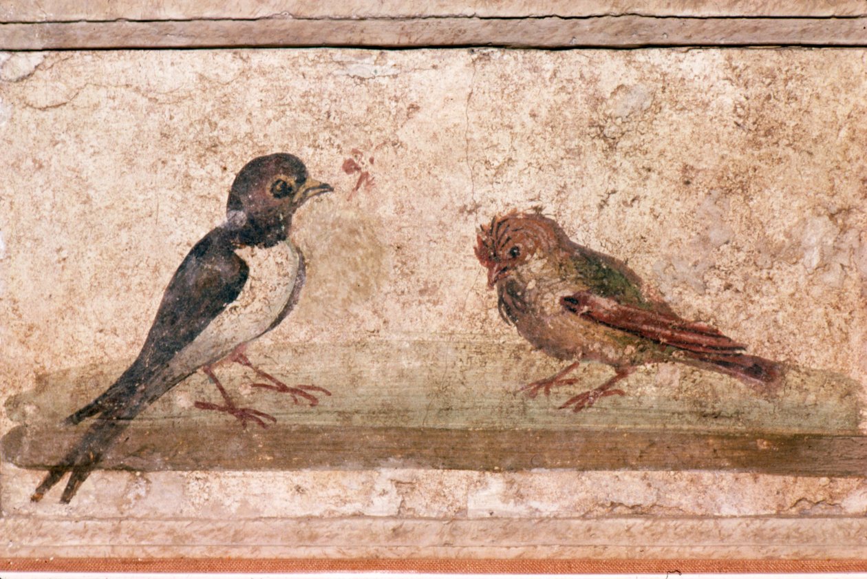 Andorinha e pardal, pintura mural romana de Boscoreale, perto de Pompeia, século I de Unknown