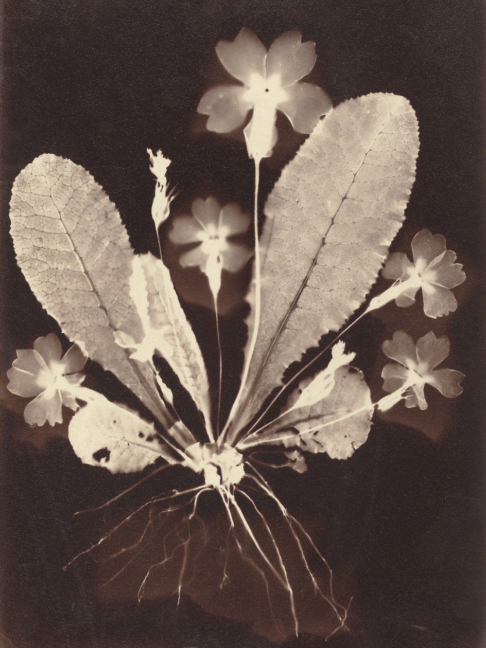 Fotograma Botânico de Unknown 19th Century