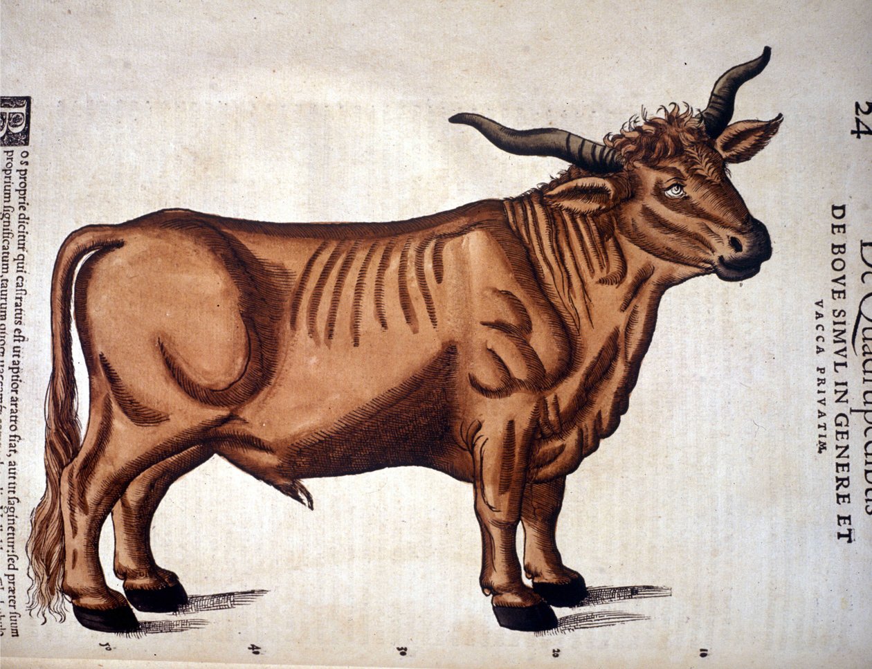 Um bife do Historia Animalium de Conrad Gesner, Tiguri 1560. Biblioteca nazionale Braidense. Milão de Unknown artist