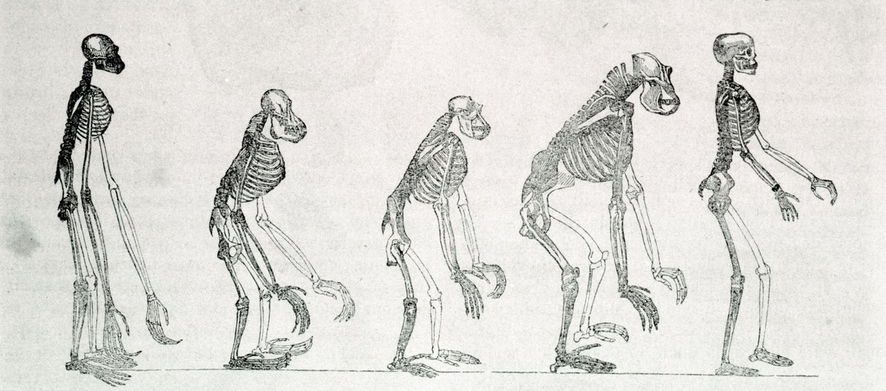 Um estudo comparativo dos esqueletos do Homem e dos macacos: gibão, orangotango (orangotango, orangotango, orangotango), chimpanzé e gorila. de Unknown artist