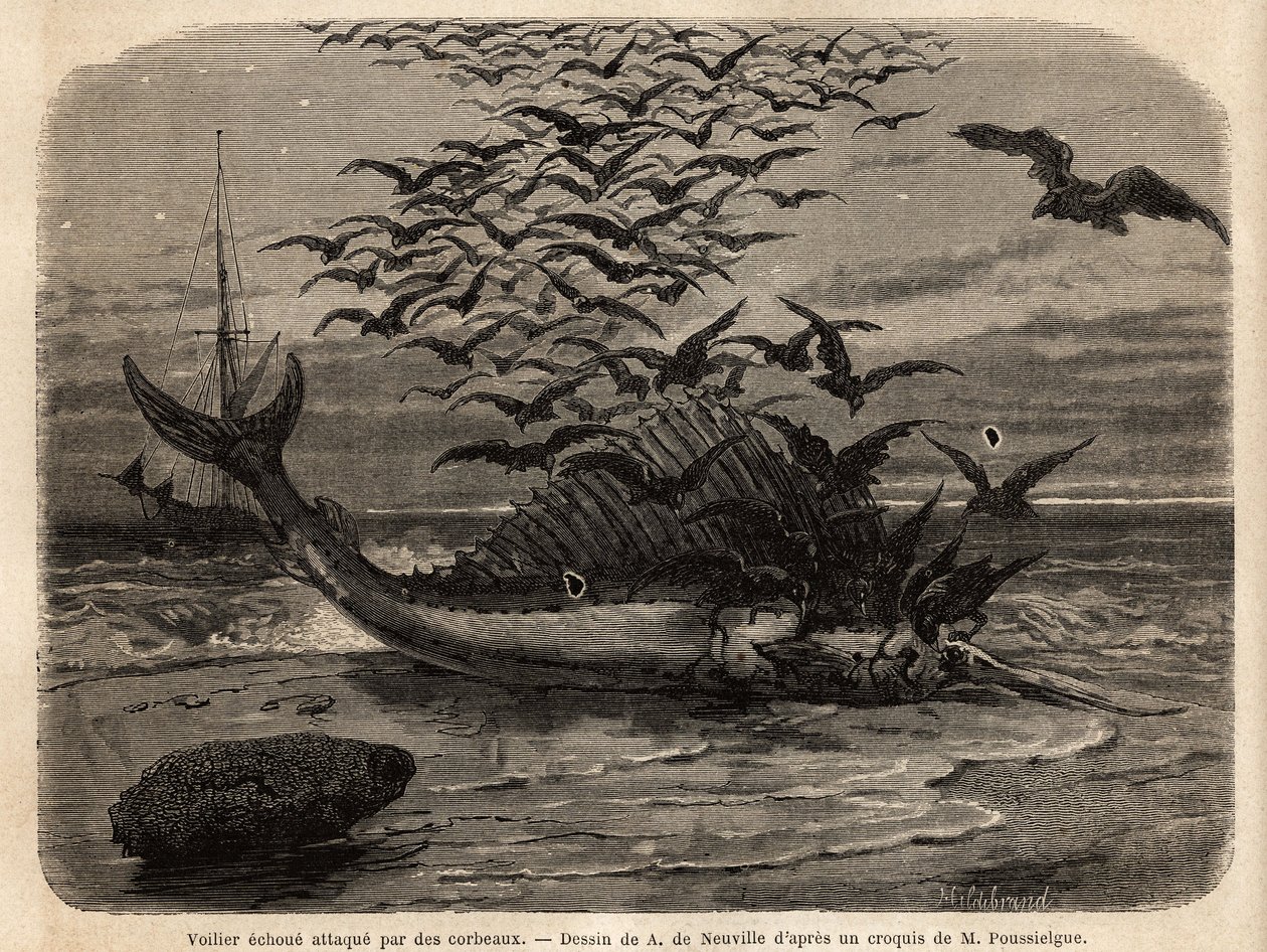 Um veleiro cosmopolita, o peixe mais rápido do mundo, graças à sua barbatana em forma de vela nas costas, avariada na costa e atacada por corvos. Gravura para ilustrar a história Quatre mois en Florida, de M. Pousselgue, em 1851-1852, publicada em "le tour de Unknown artist