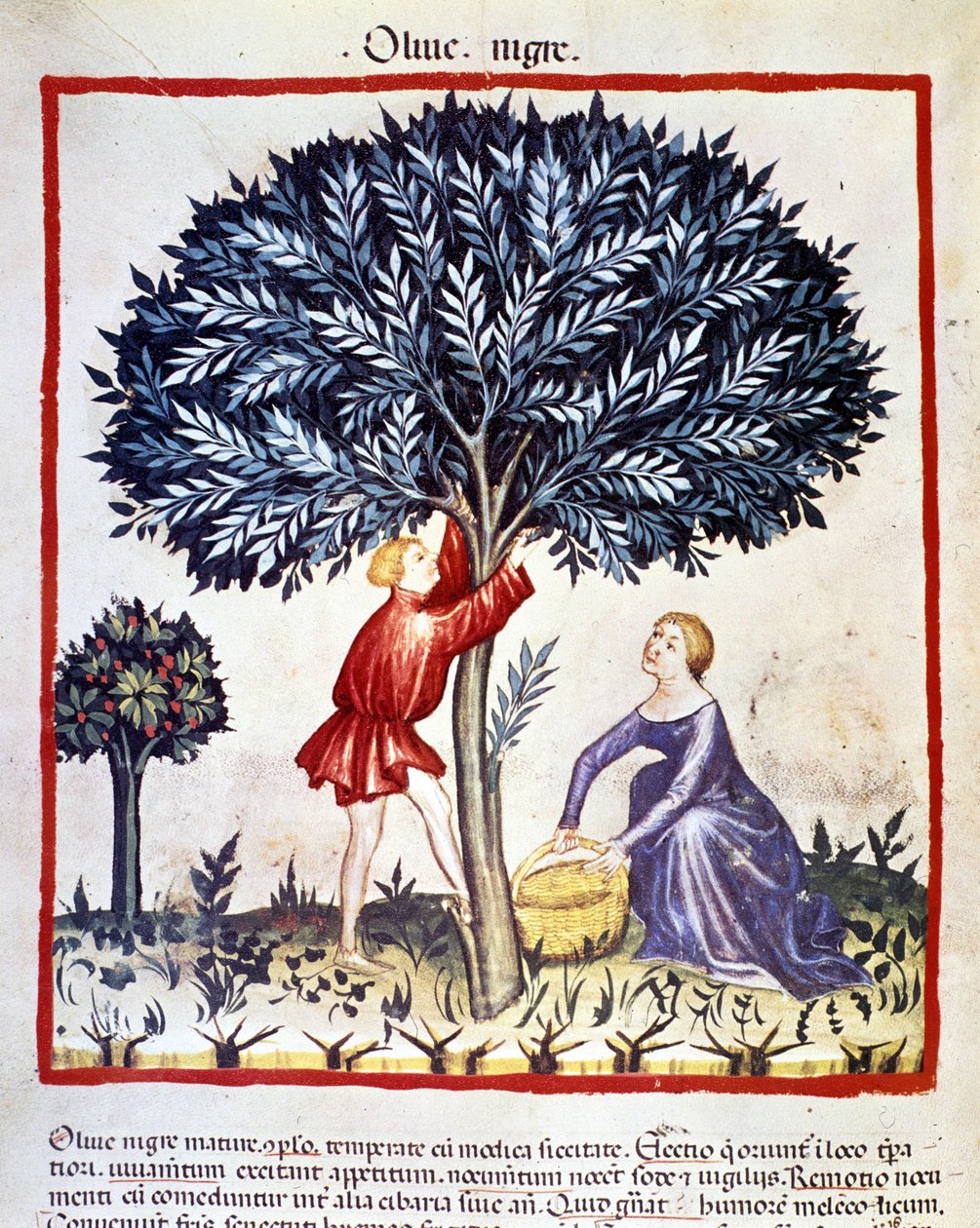 Um homem sobe a uma oliveira para apanhar azeitonas pretas. Iluminação a partir da ordenha de medicamentos e dietética "Tacuinum sanitatis". de Unknown artist