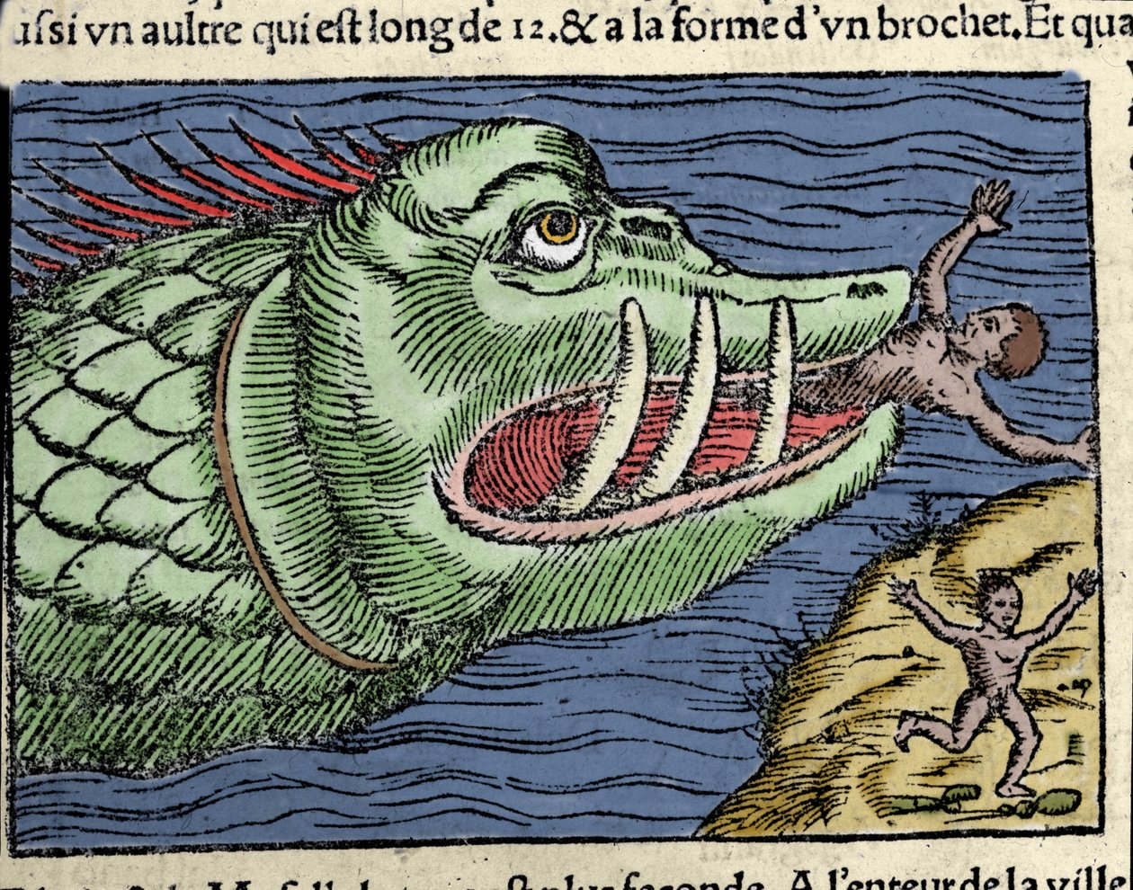 Um monstro marinho bate um nadador perto da costa da Noruega. Gravura de Olaus Magnus (1490 - 1557), religioso e geógrafo sueco, "Historia de Gentis Septentrionalibus", Veneza de Unknown artist