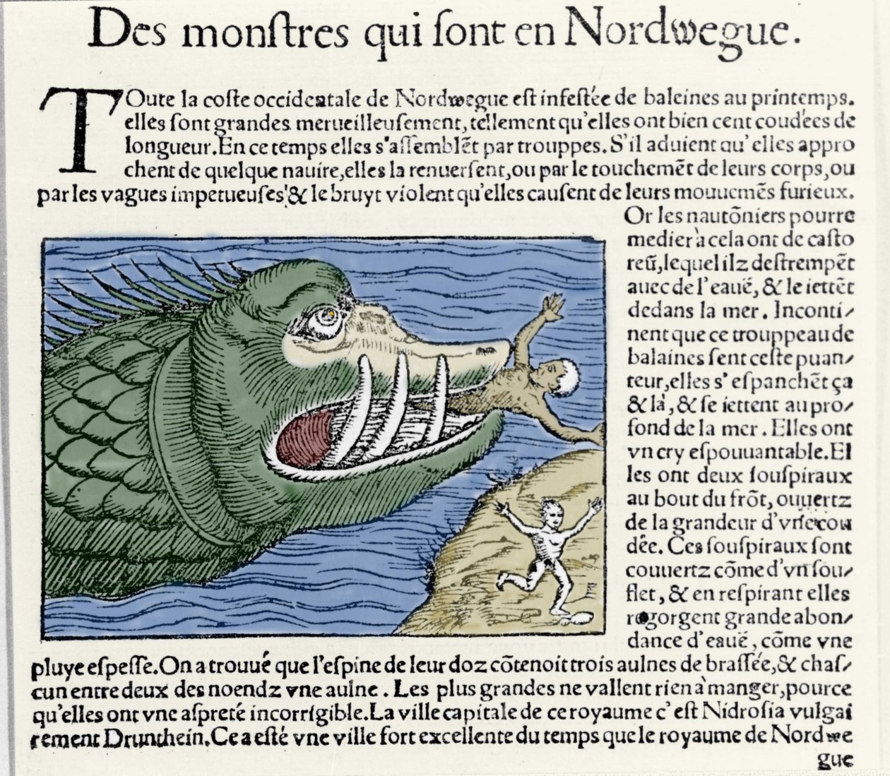 Um monstro marinho bate um nadador perto da costa da Noruega. Gravura de Olaus Magnus (1490 - 1557), religioso e geógrafo sueco, "Historia de Gentis Septentrionalibus", Veneza de Unknown artist