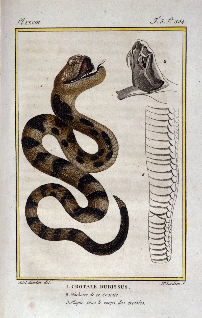 Uma cascavel. Placa retirada de um Tratamento de História Natural de "Obras de Buffon" pelo naturalista Georges Louis Leclerc, Conde de Buffon (1707 - 1788). Século XIX de Unknown artist