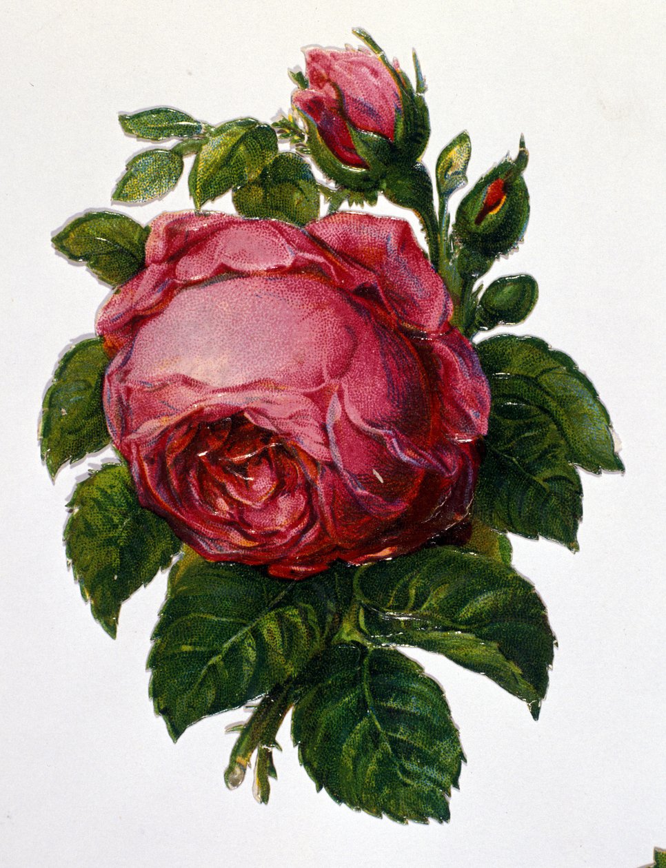 Uma rosa de Unknown artist