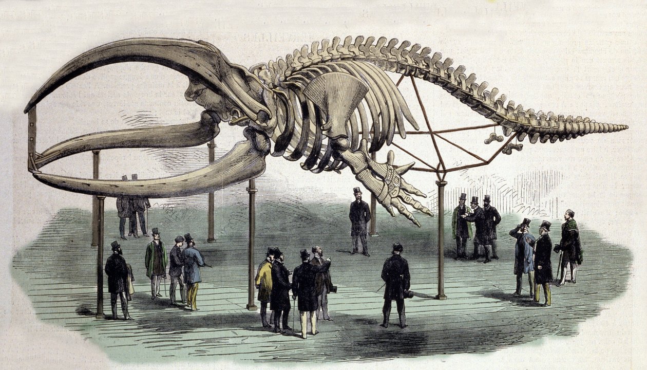 Um esqueleto de baleias no Royal College of Surgeons em Londres. Gravura do século XIX de Unknown artist