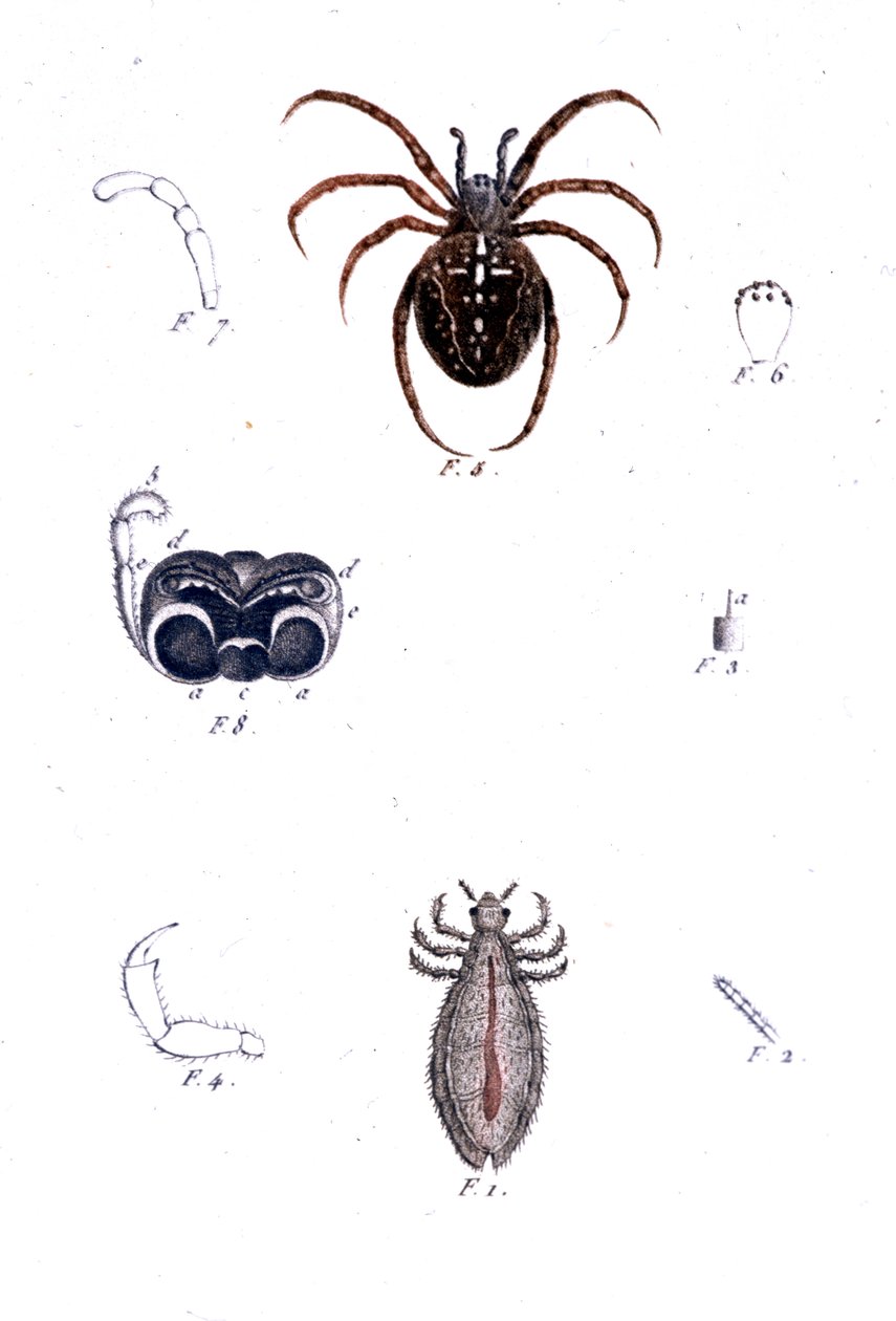Uma aranha e um piolho. Quadro de história natural, sd. Século XIX. de Unknown artist