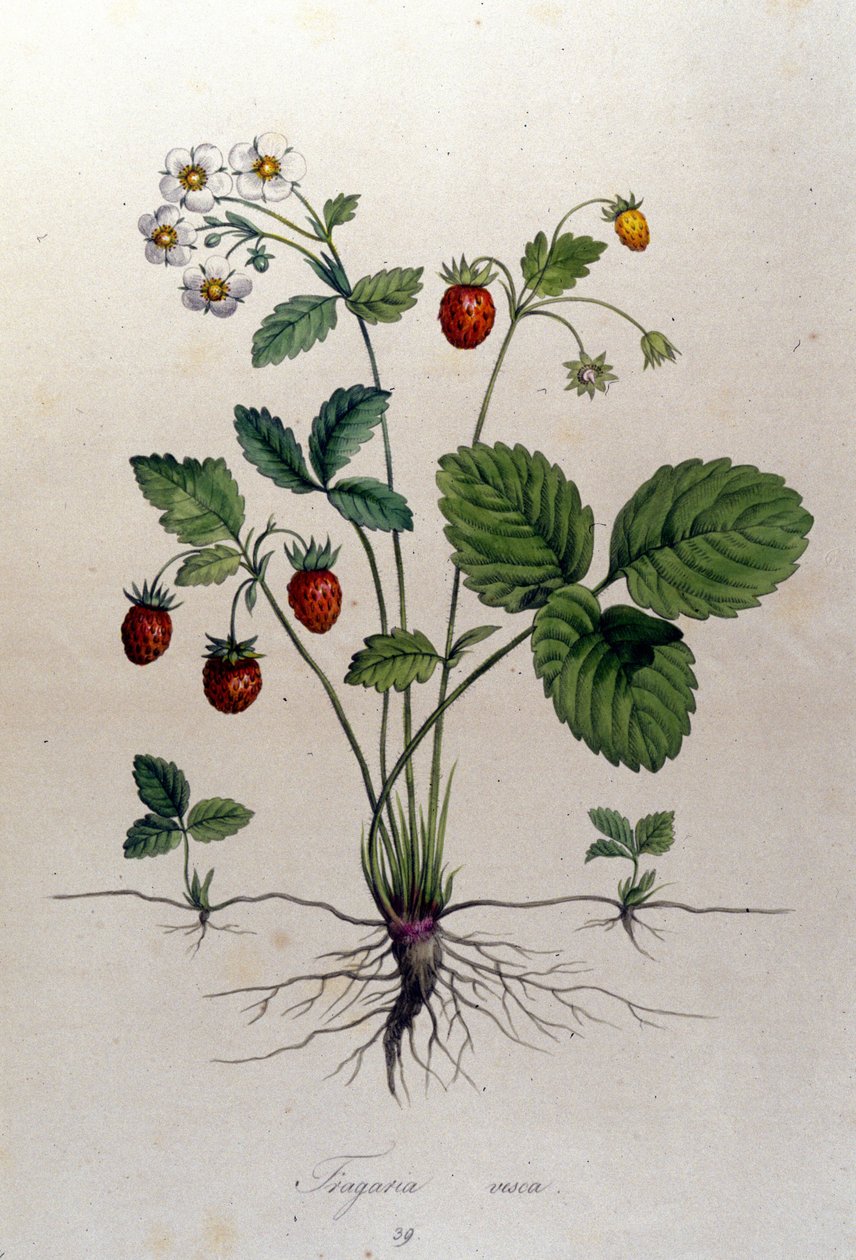 Um morangueiro e seus frutos: tabuleiro botânico do século XIX. de Unknown artist