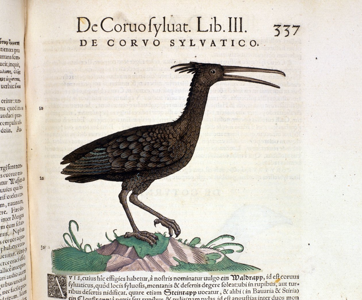 Um corvo selvagem do Historia Animalium de Conrad Gesner, Tiguri 1560. Biblioteca nazionale Braidense. Milão de Unknown artist