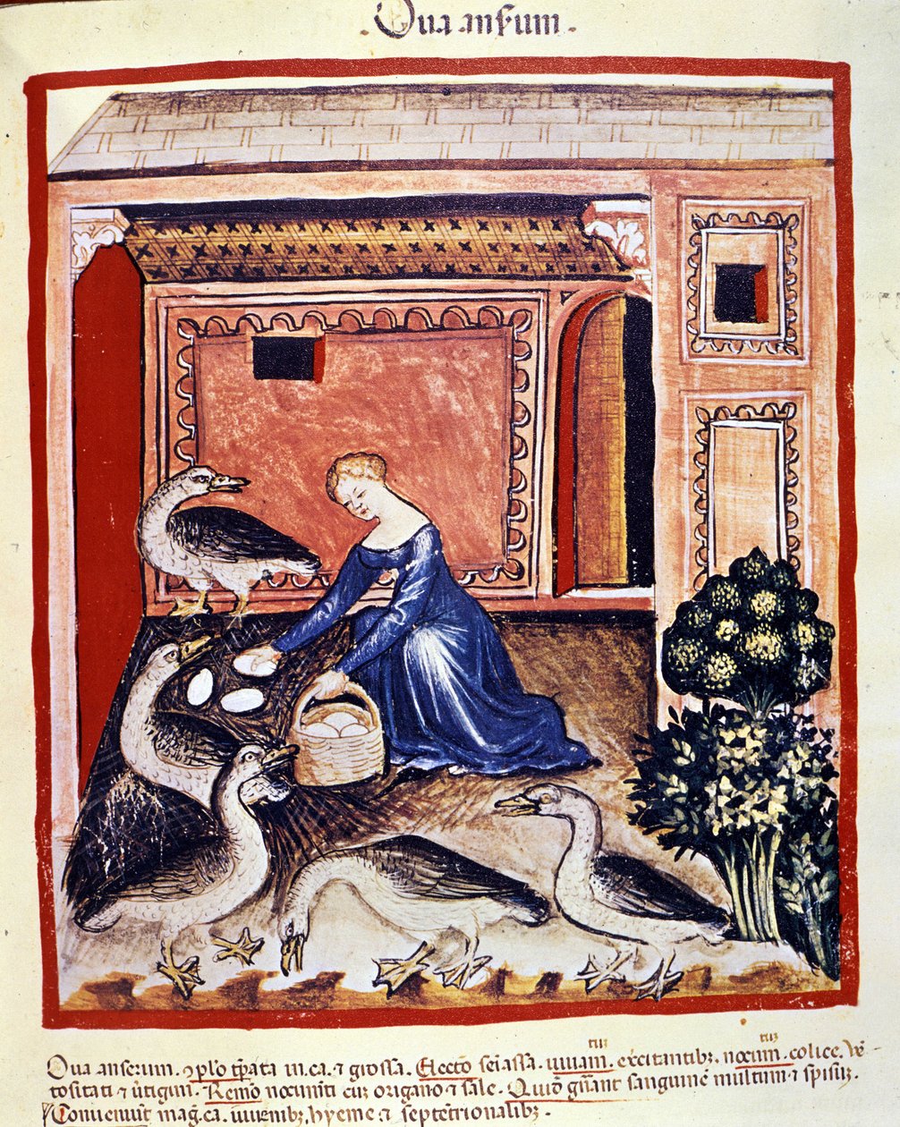 Uma jovem mulher apanha ovos de cana. Iluminação a partir da ordenha de medicamentos e dietética "Tacuinum sanitatis". de Unknown artist