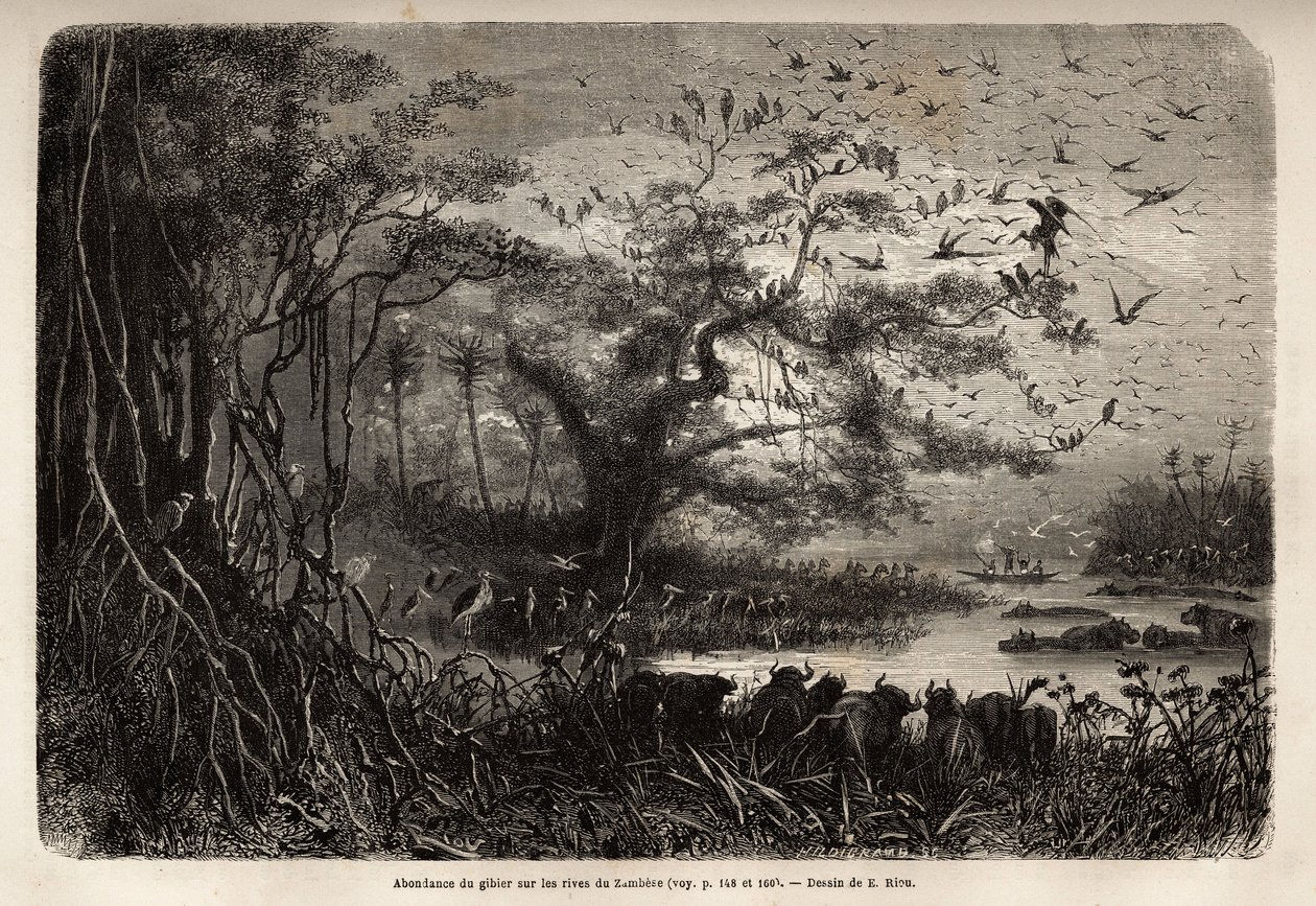 Abundância de jogo nas margens do Zambeze. Gravura para ilustrar as primeiras viagens do Dr. Livingstone à África Austral de 1840 a 1856, no "Le tour du monde, nouveau journal des voyages" publicado sob a direcção de Edouard Charton de Unknown artist