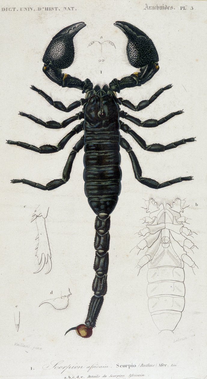 Escorpião Africano - Conselho de História Natural de Unknown artist