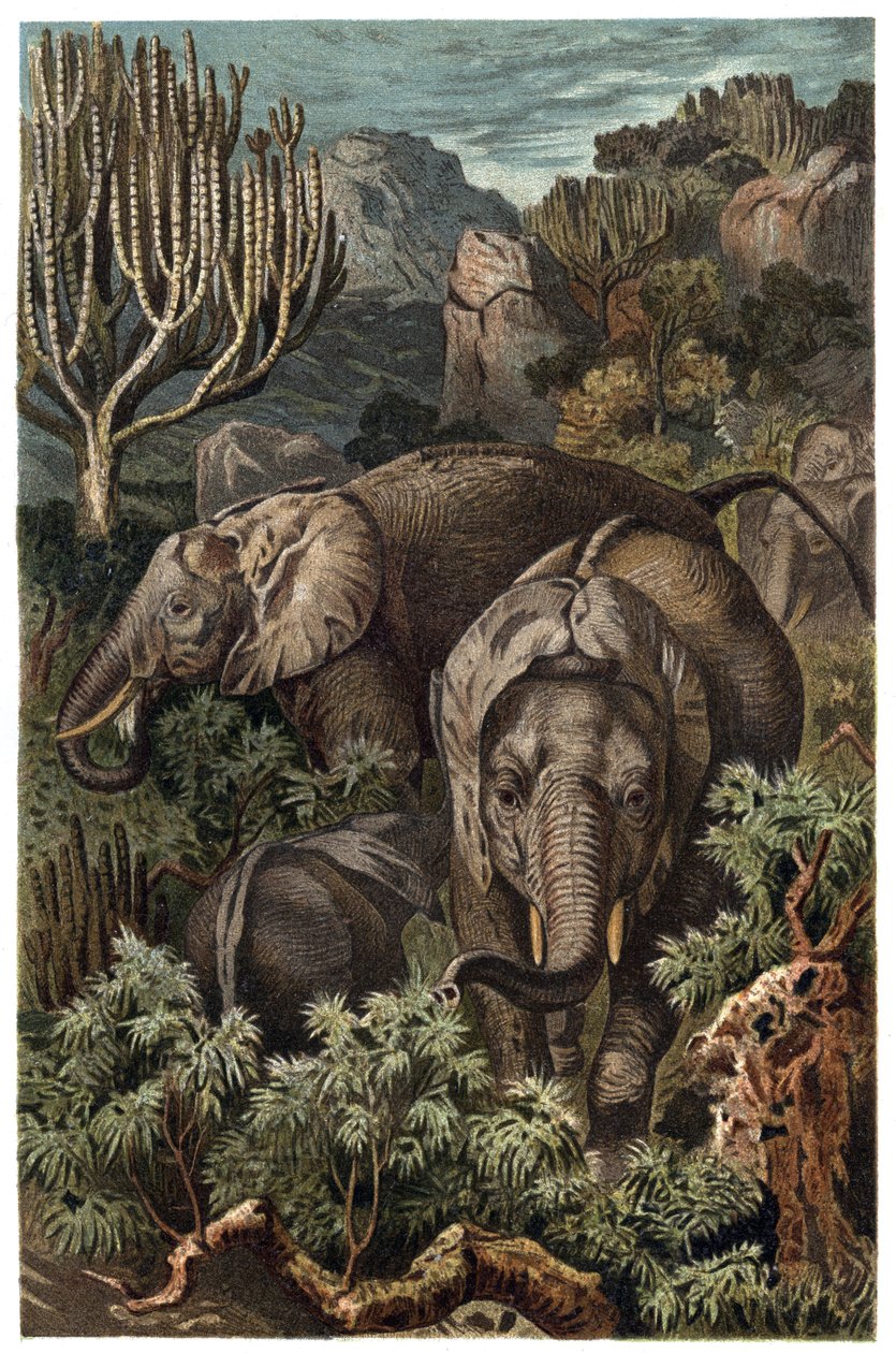 Elefante africano (Loxodonta) - Elefante africano (Loxodonta) - gravura de "Brehm