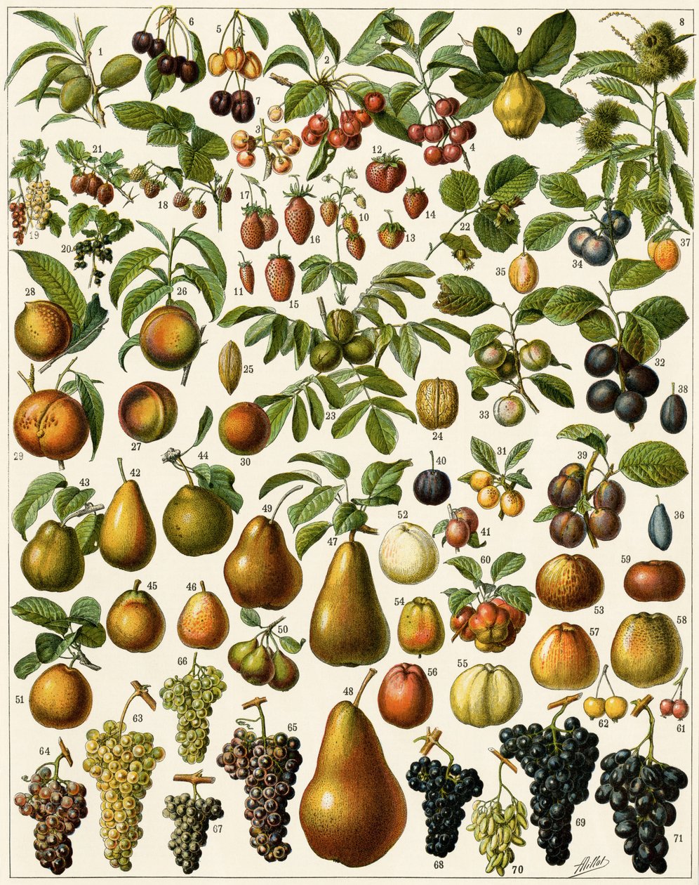 Agricultura: Tabuleiro botânico representando frutos comestíveis (cereja, framboesa, morango, mirtilo, pêssego, damasco, nozes, uvas, pêra, avelã, figo, maçã, ameixa...). Litografia colorida. de Unknown artist