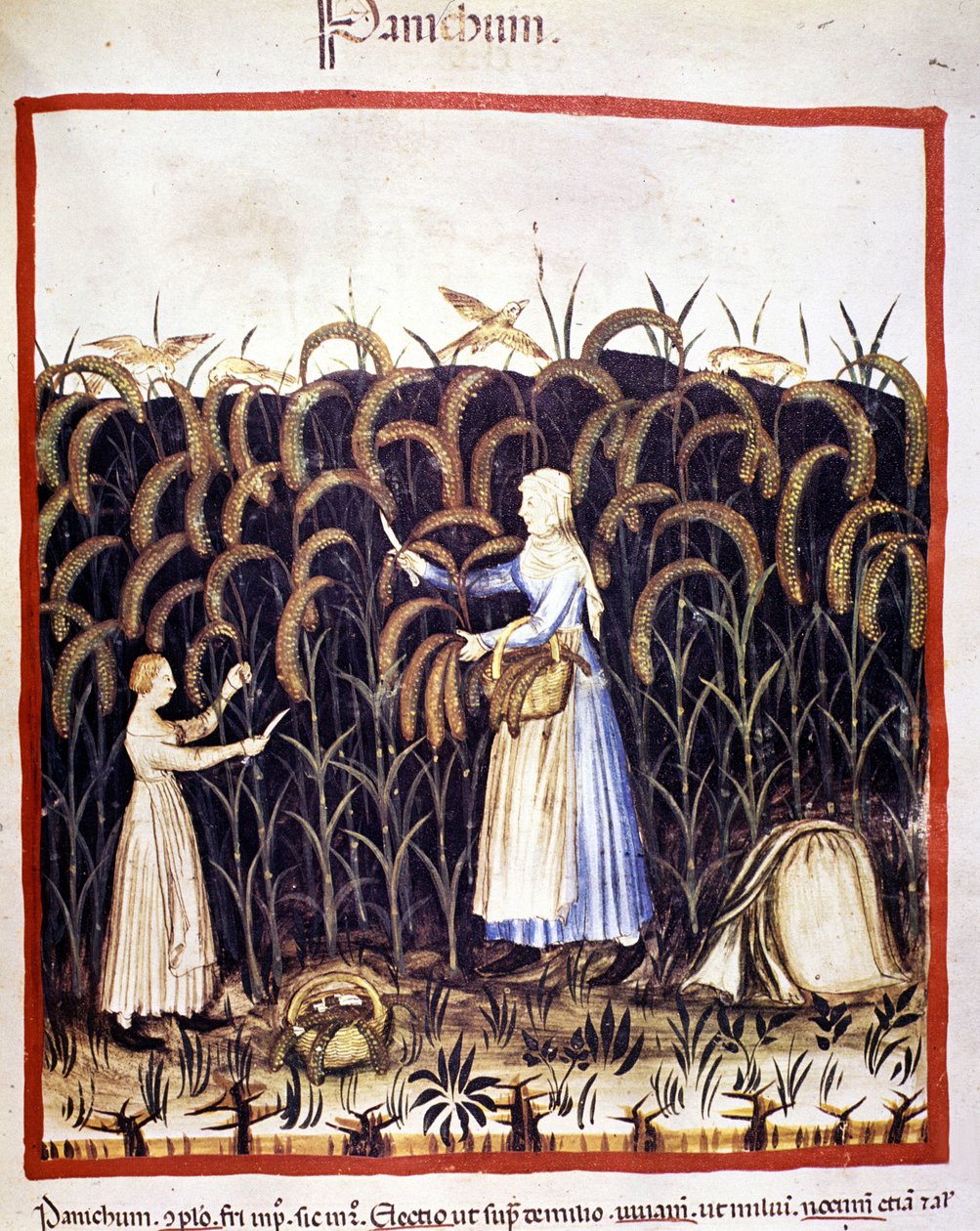 Agricultura. Pânico recoleto (cereais). Iluminação a partir da ordenha de medicamentos e dietética "Tacuinum sanitatis". de Unknown artist