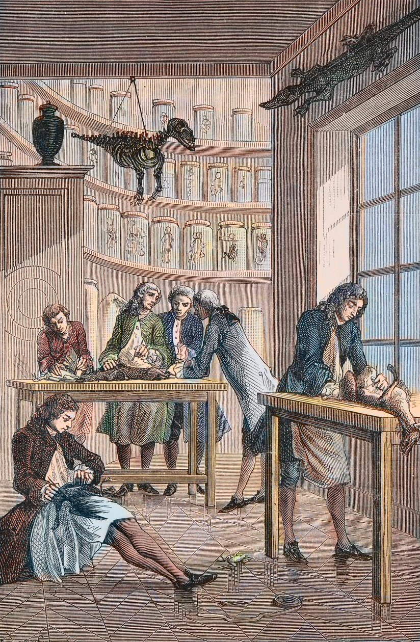Albrecht von Haller (Albert de Haller) (1708-1777) no seu laboratório em Berna na Suíça - Laboratório do médico suíço Albrecht von Haller (1708-1777) em Berna de Unknown artist