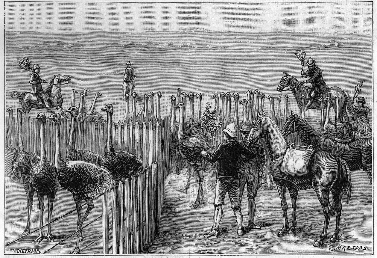Um parque de avestruzes em Heaterton Towers, na África Austral, em 1895. de Unknown artist