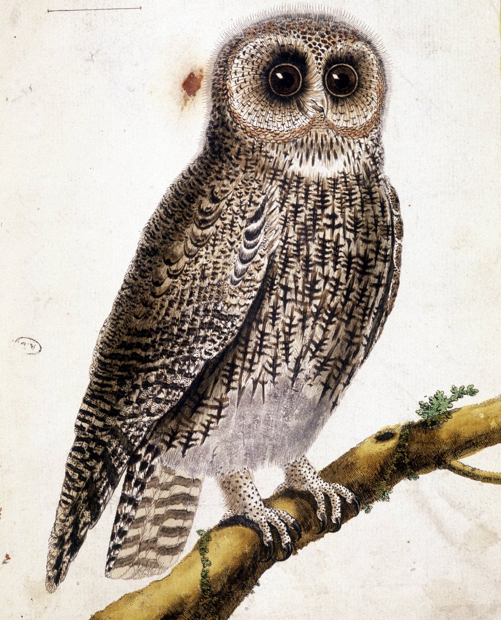 Uma coruja. Gravura do século XIX. de Unknown artist