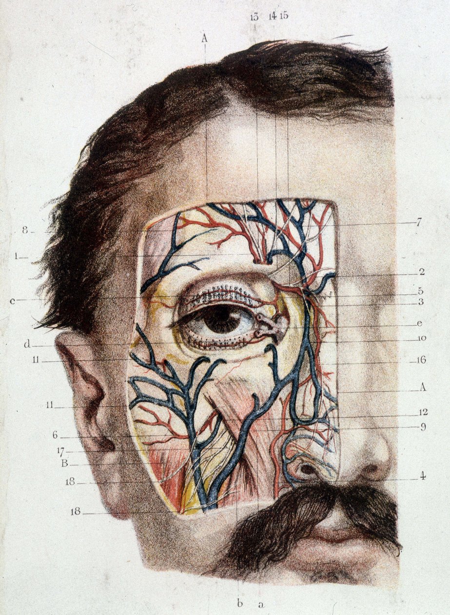 Tábua anatômica sobre o olho e seu ambiente (esfolado) de Unknown artist