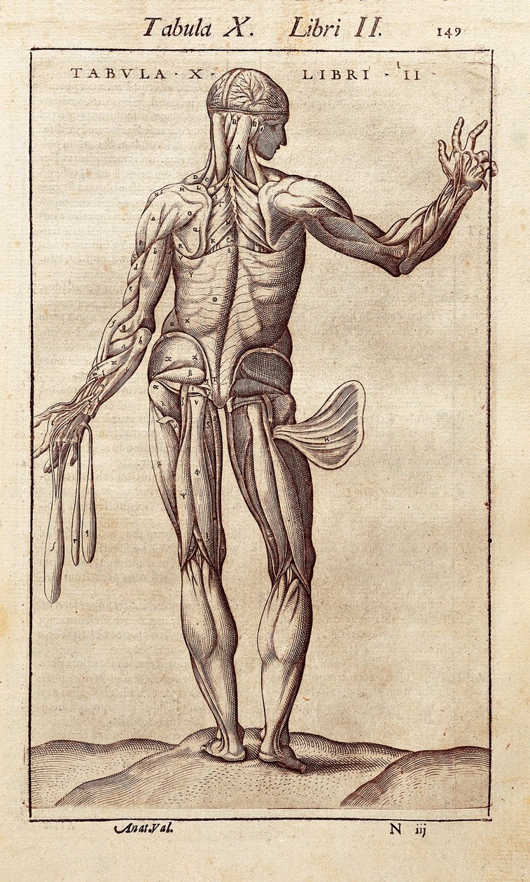 Quadro anatómico representando um homem nas costas. Gravura em "" Anatomia Corporis Humani "" de Juan Valverde De Amusco (1525-1588). Barcelona. Biblioteca de Catalunya (Biblioteca Nacional da Catalunha, Barcelona). de Unknown artist