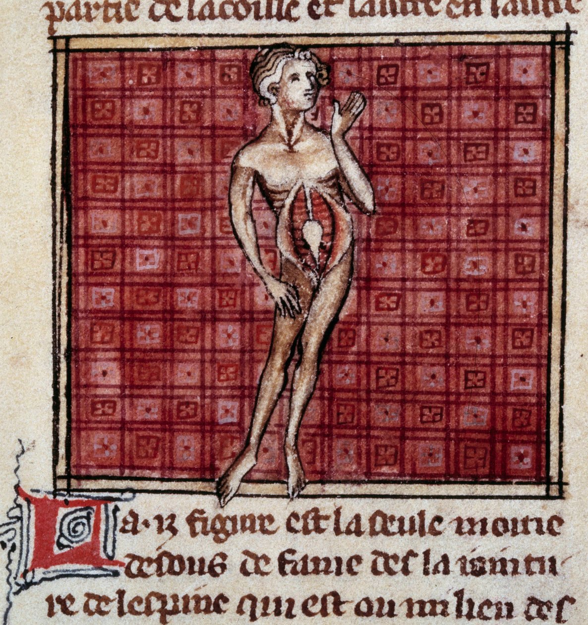 Figuras anatômicas: cascas de homens e mulheres, estômago aberto (abdômen), mostrando os rins, bexiga, genitais: detalhe do homem. Miniatura do manuscrito "Cirurgia" (Folio 29) escrito por Henri de Mondeville (cirurgião de Philippe Le Bel professor de anat de Unknown artist