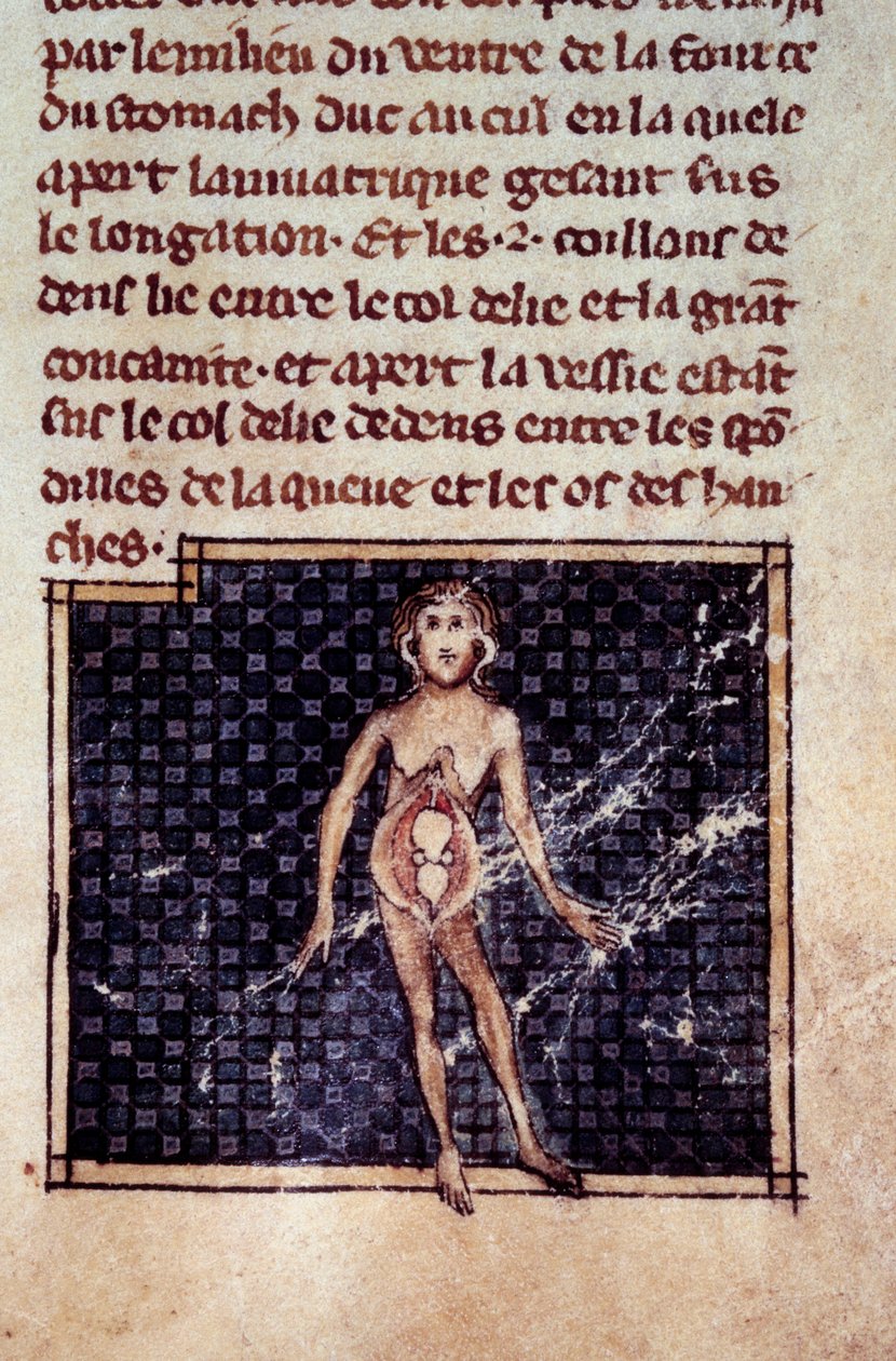 Figuras anatômicas: cascas masculinas e femininas, barriga aberta, mostrando os rins, bexiga, genitais: detalhe da mulher. Miniatura do manuscrito "Cirurgia" (Folio 29) escrito por Henri de Mondeville (cirurgião de Philippe Le Bel professor de anatomia). de Unknown artist