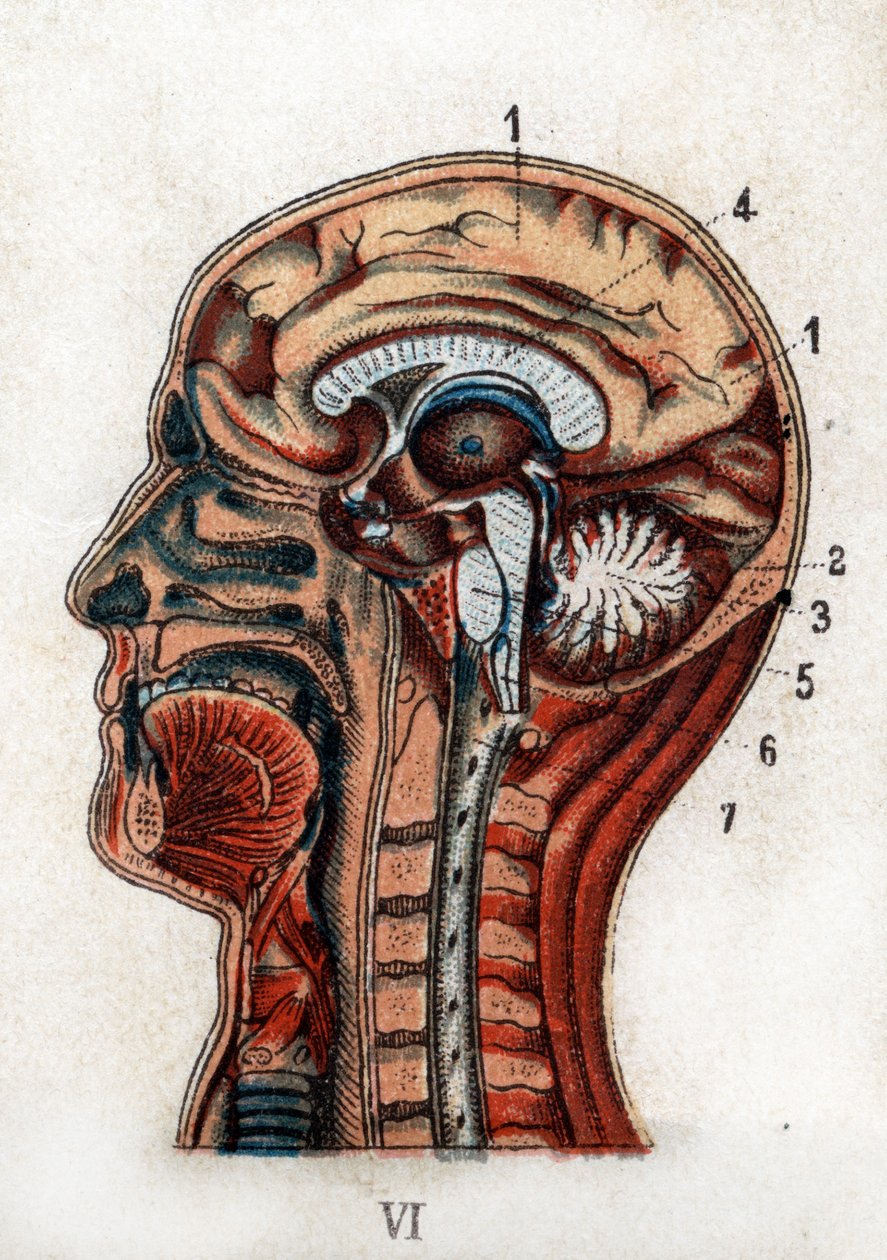 Anatomia: secção transversal do crânio humano, secção do cérebro e medula óssea. A tábua representa o cérebro, o cerebelo (com a árvore da vida), a medula alongada que dá à luz a medula espinhal. "O novo medicamento natural" de F.E. Bilz.1898. de Unknown artist