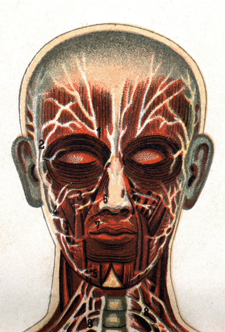 Anatomia: secção transversal do crânio humano, secção vista de frente representando o sistema muscular. "O novo medicamento natural" de F.E. Bilz.1898. de Unknown artist