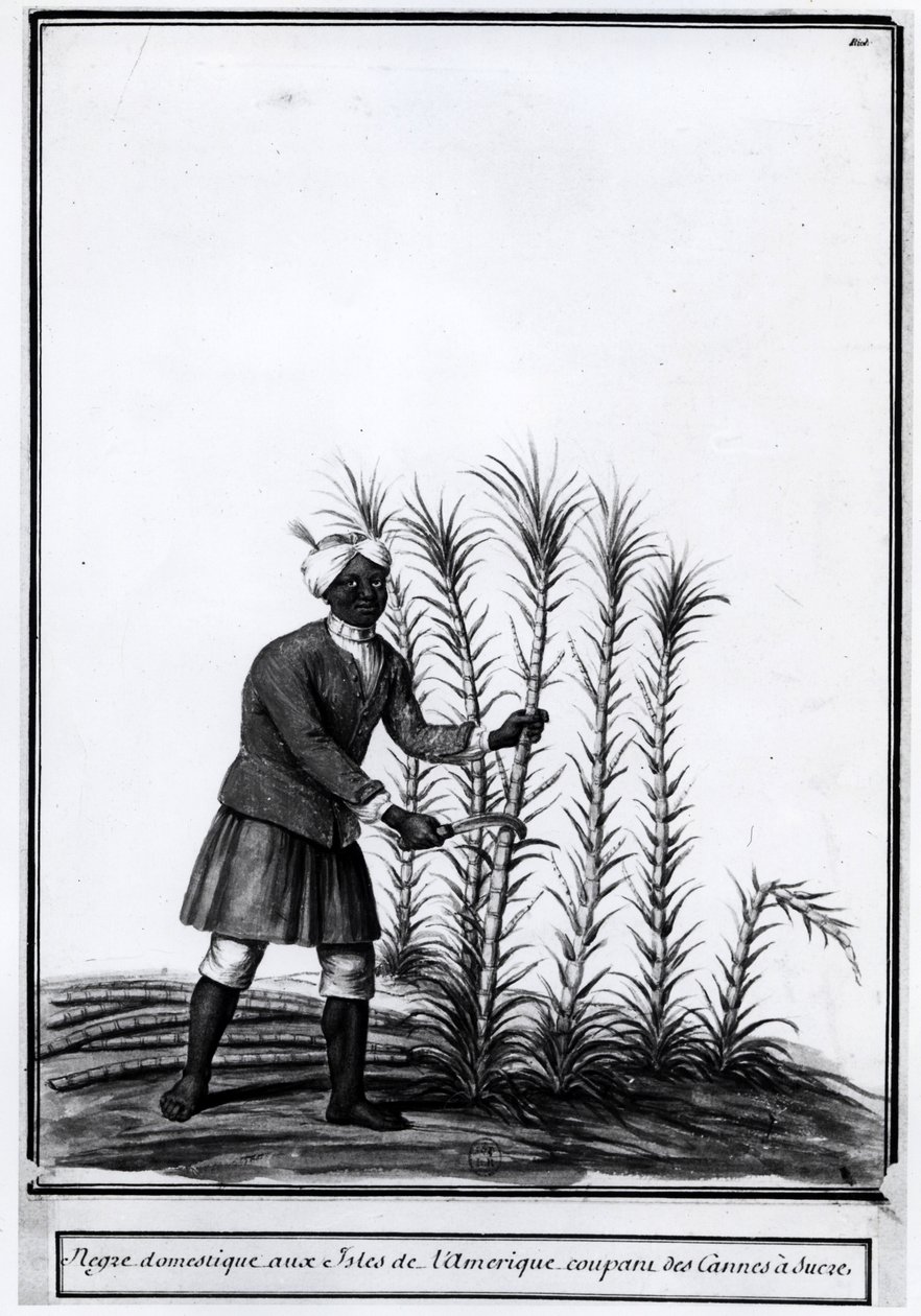 Antilhas, negro doméstico cortando cana de açúcar. de Unknown artist