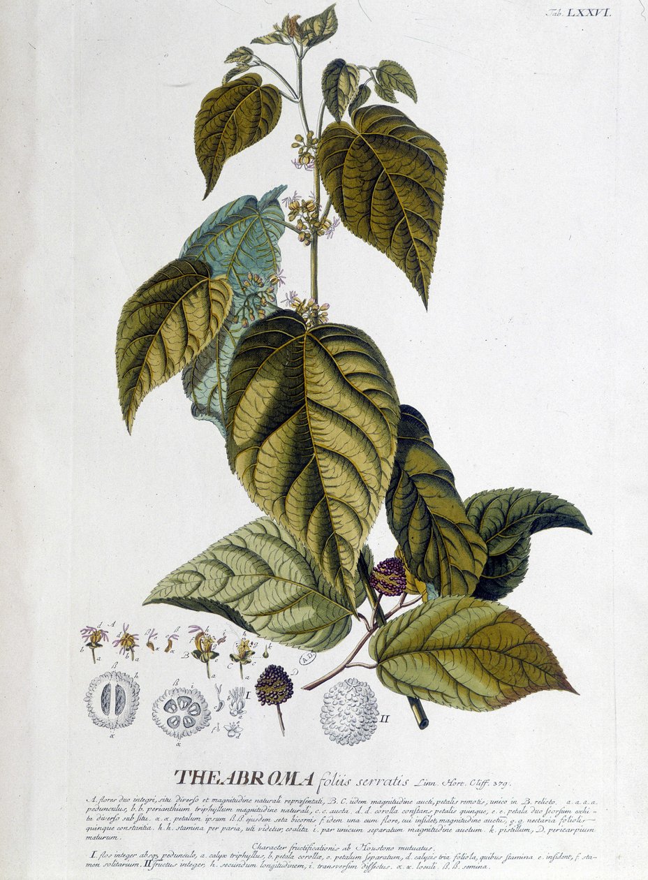 Planta de chá Arbroma - tabuleiro botânico de Unknown artist