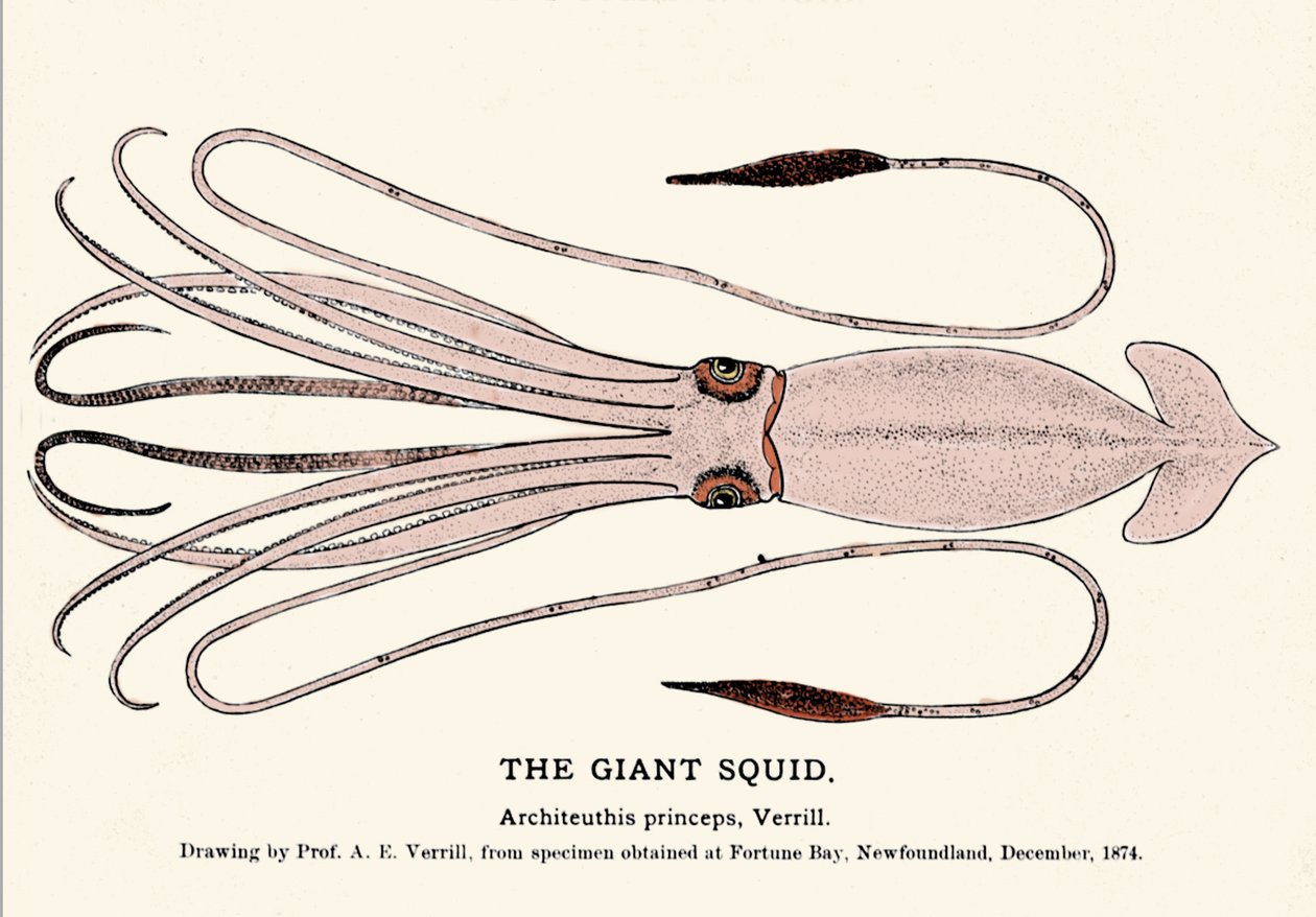 Architeuthis princeps, a lula gigante falhou na praia da Baía da Fortuna (Terra Nova) em Dezembro de 1874 e foi descrita pela primeira vez pelo Professor A.E. Verrill. Gravura da era. de Unknown artist