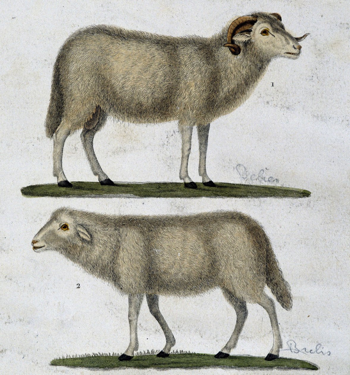 Áries e ovelhas de Unknown artist