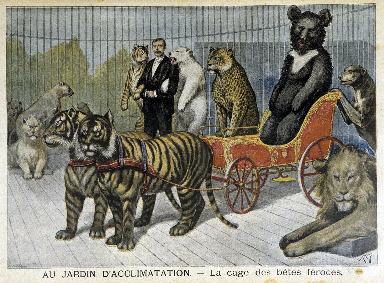 No jardim da aclimatação: a gaiola dos animais ferozes - no "Le Petite Journal" de 02/06/1895 de Unknown artist