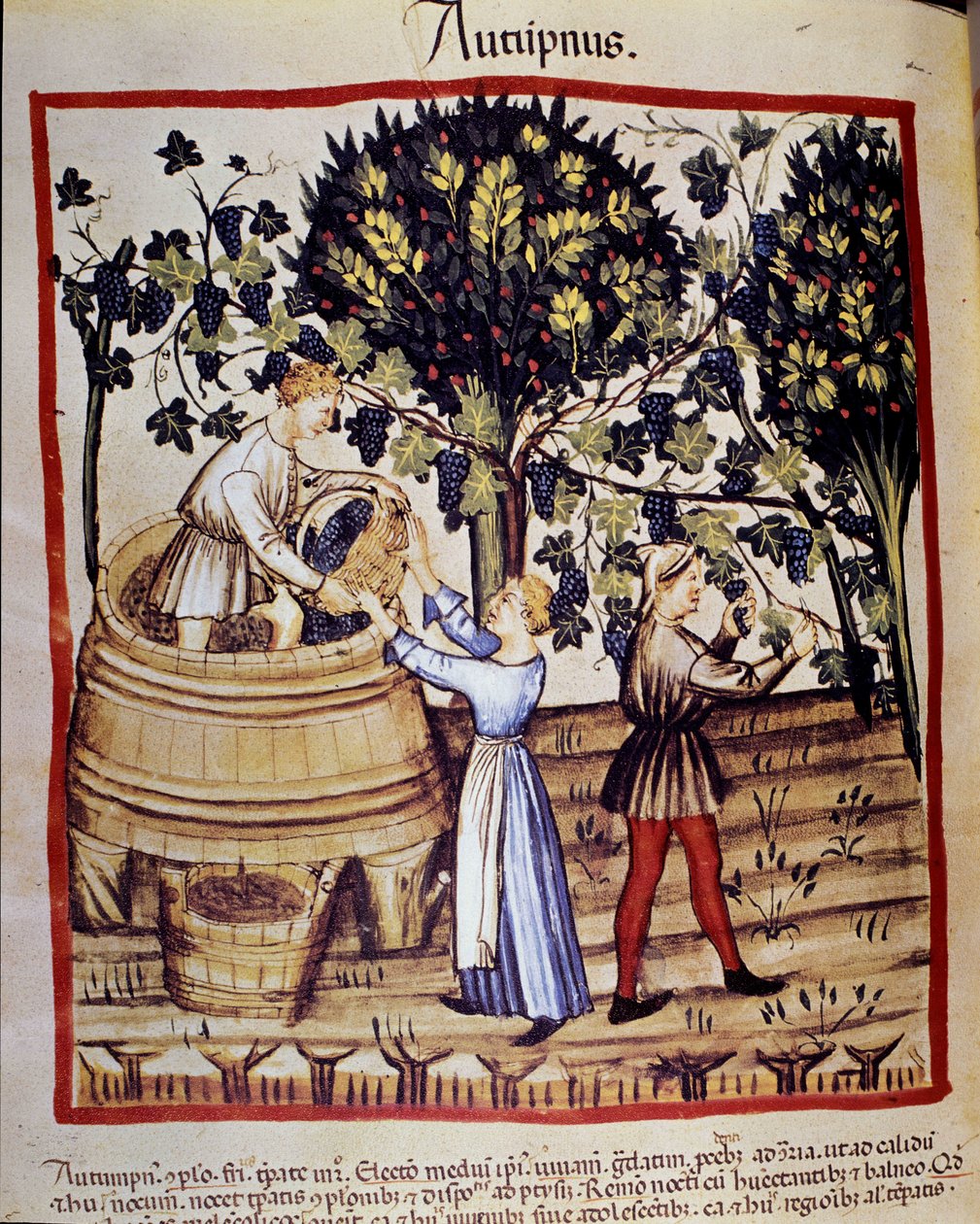 Representação de outono: colheita. A vindima. Iluminação a partir da ordenha de medicamentos e dietética "Tacuinum sanitatis". de Unknown artist