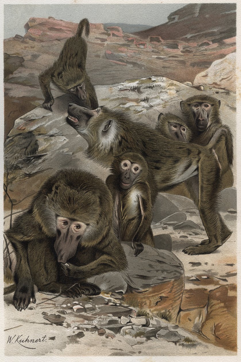 Baboon - Baboons (Cercopithecinae) - gravura de "Brehm