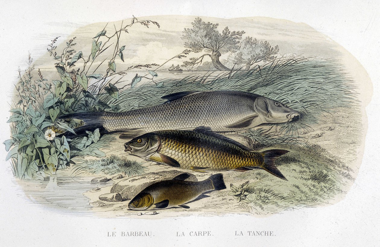 Barbeau, carpa e tenche - in "Histoire naturelle" de Lacépède, T.II, ed. Furne et Cie, Paris de Unknown artist