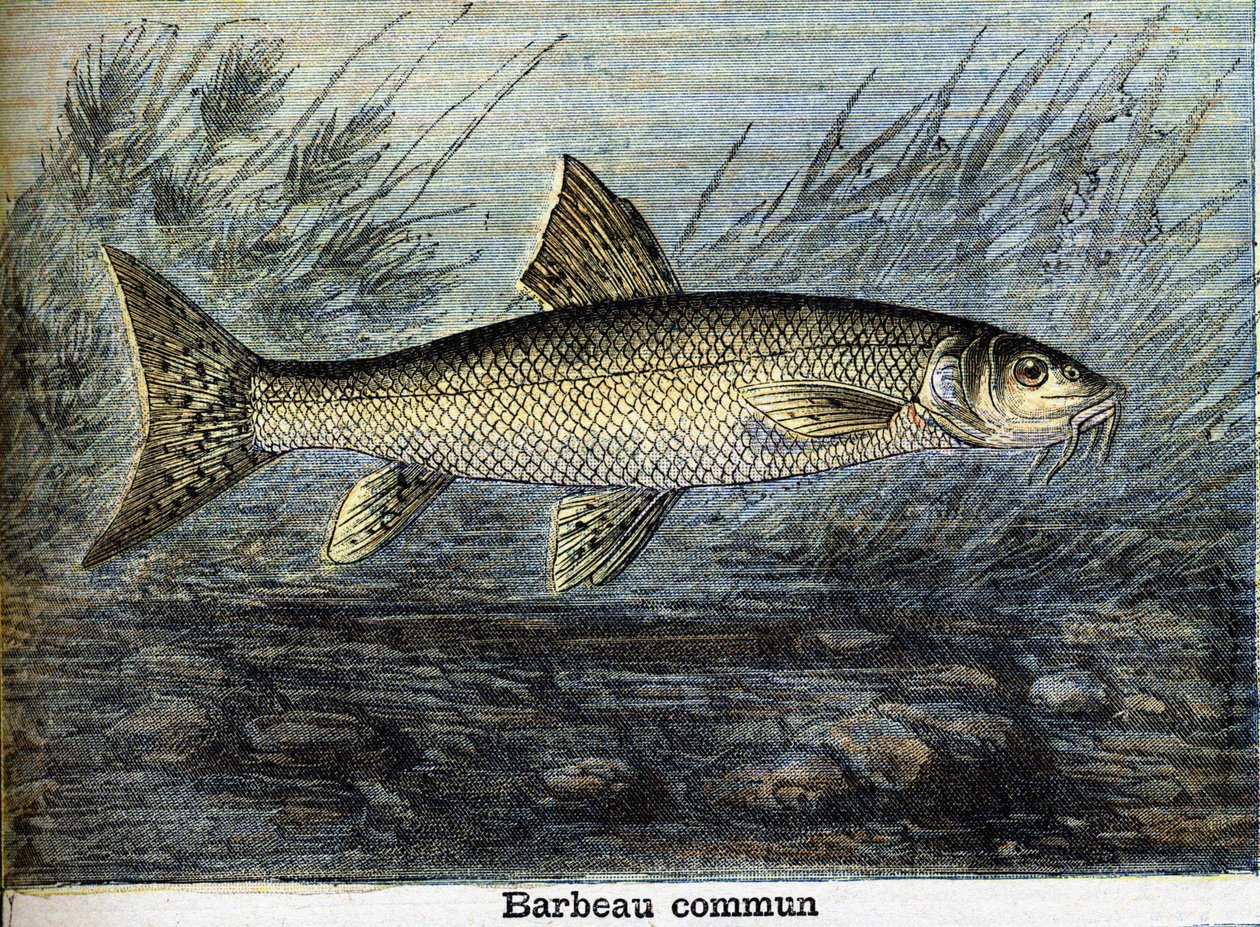 Barbeau Commun. Gravura a partir de 1897 de Unknown artist