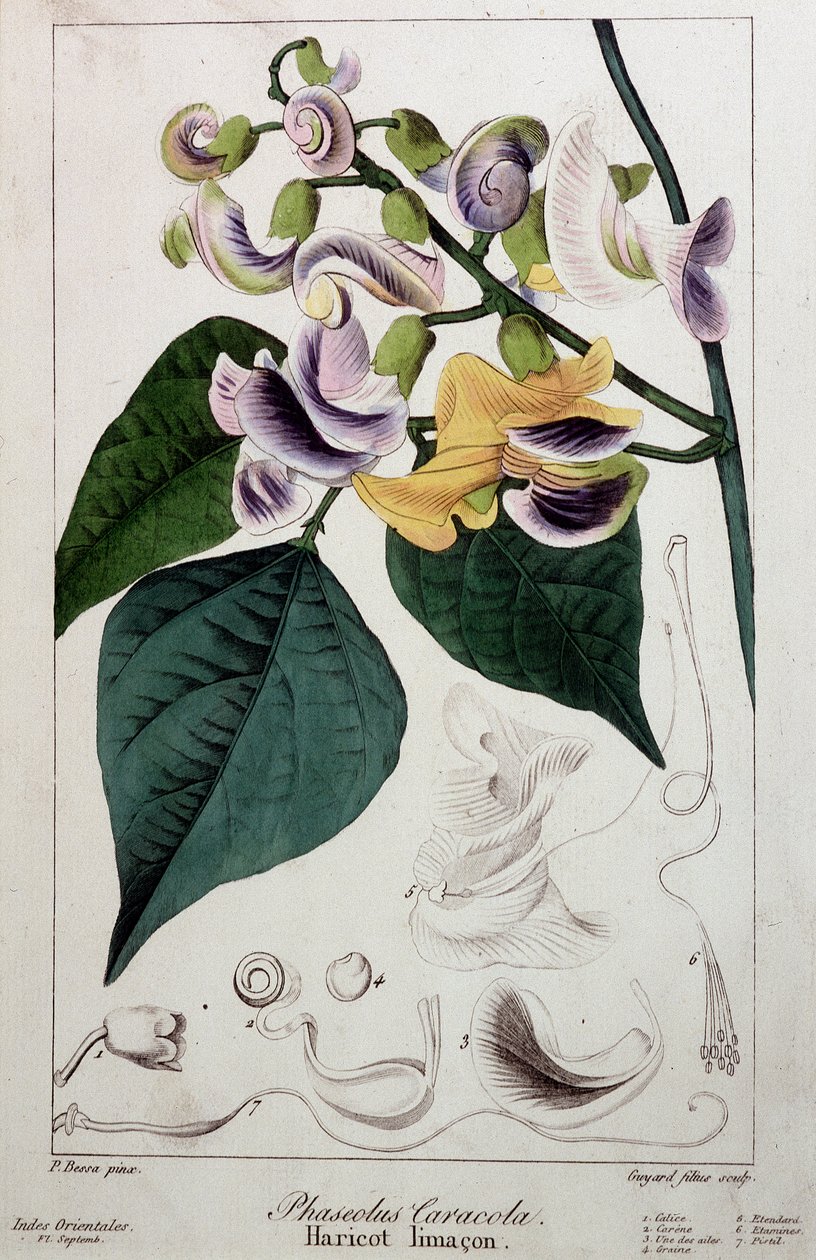 Lesma de feijão (phaseolus caracola), placa botânica de Unknown artist
