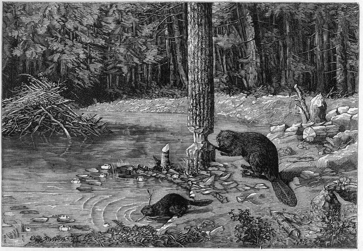 Castor a cortar um tronco de árvore para fazer uma barragem. de Unknown artist
