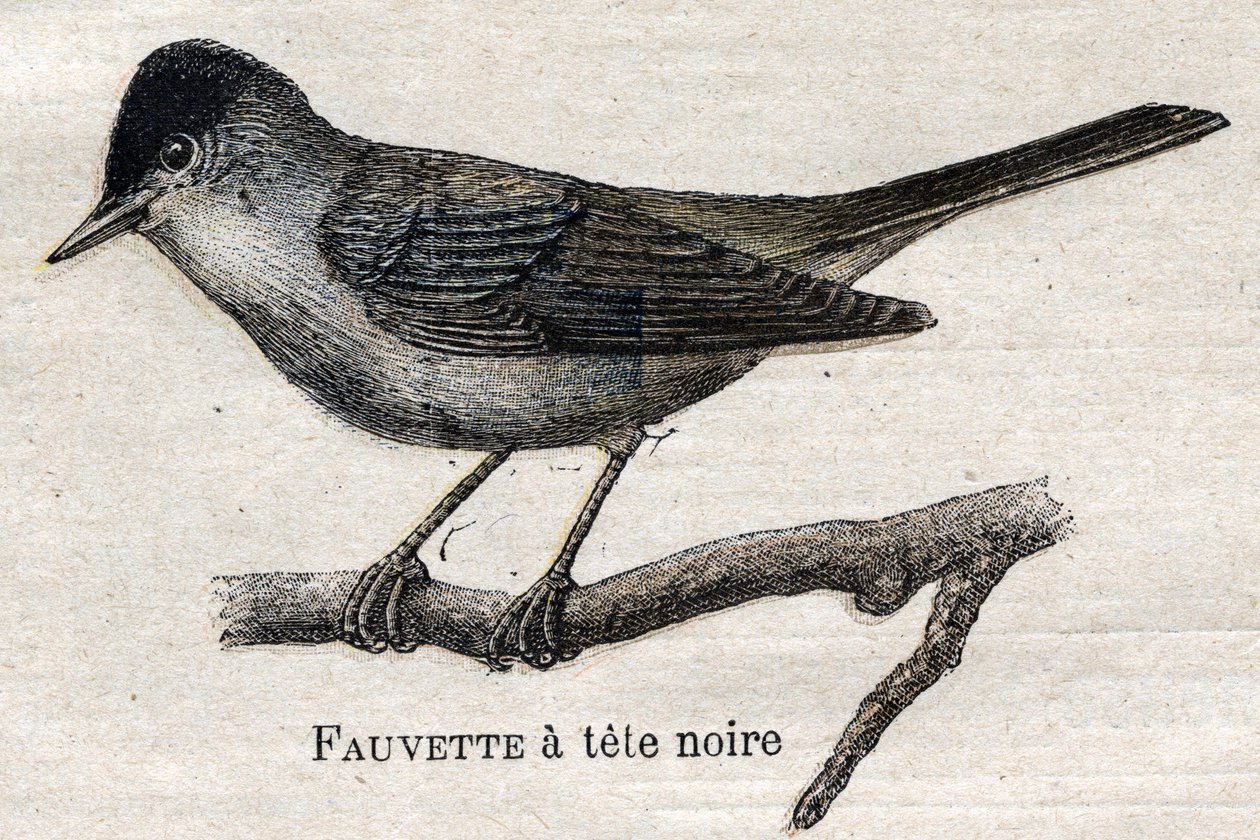 Aves Úteis para a Agricultura: Pata Preta de Unknown artist