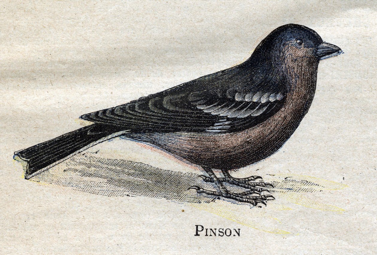 Aves Úteis para a Agricultura: Pinson de Unknown artist