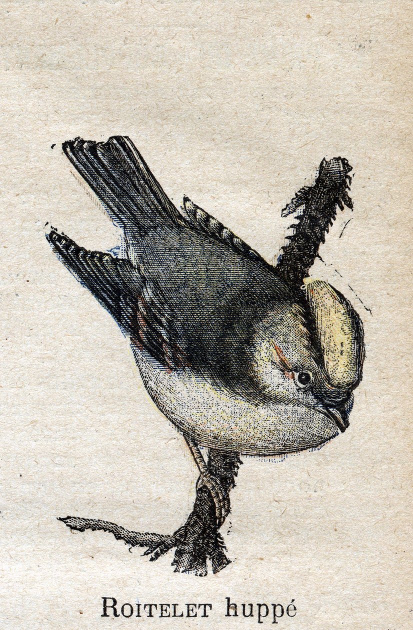 Aves Úteis para a Agricultura: Roitelet Rupped de Unknown artist