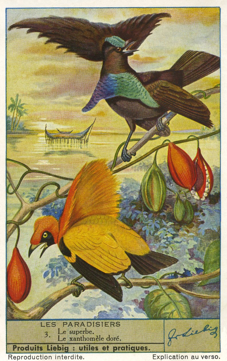 Aves do Paraíso de Unknown artist