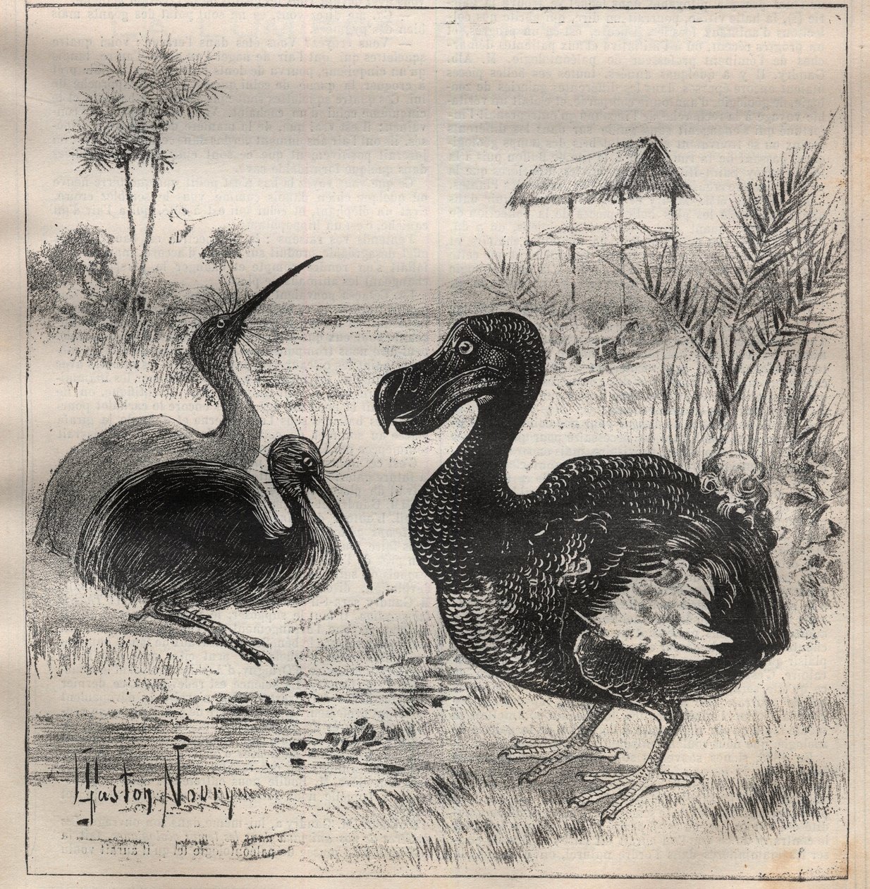 Aves que desaparecem: o dodô (ou dronte) e o apteryx (ou kiwi kiwi) - Gravura em "La Science francaise de Unknown artist
