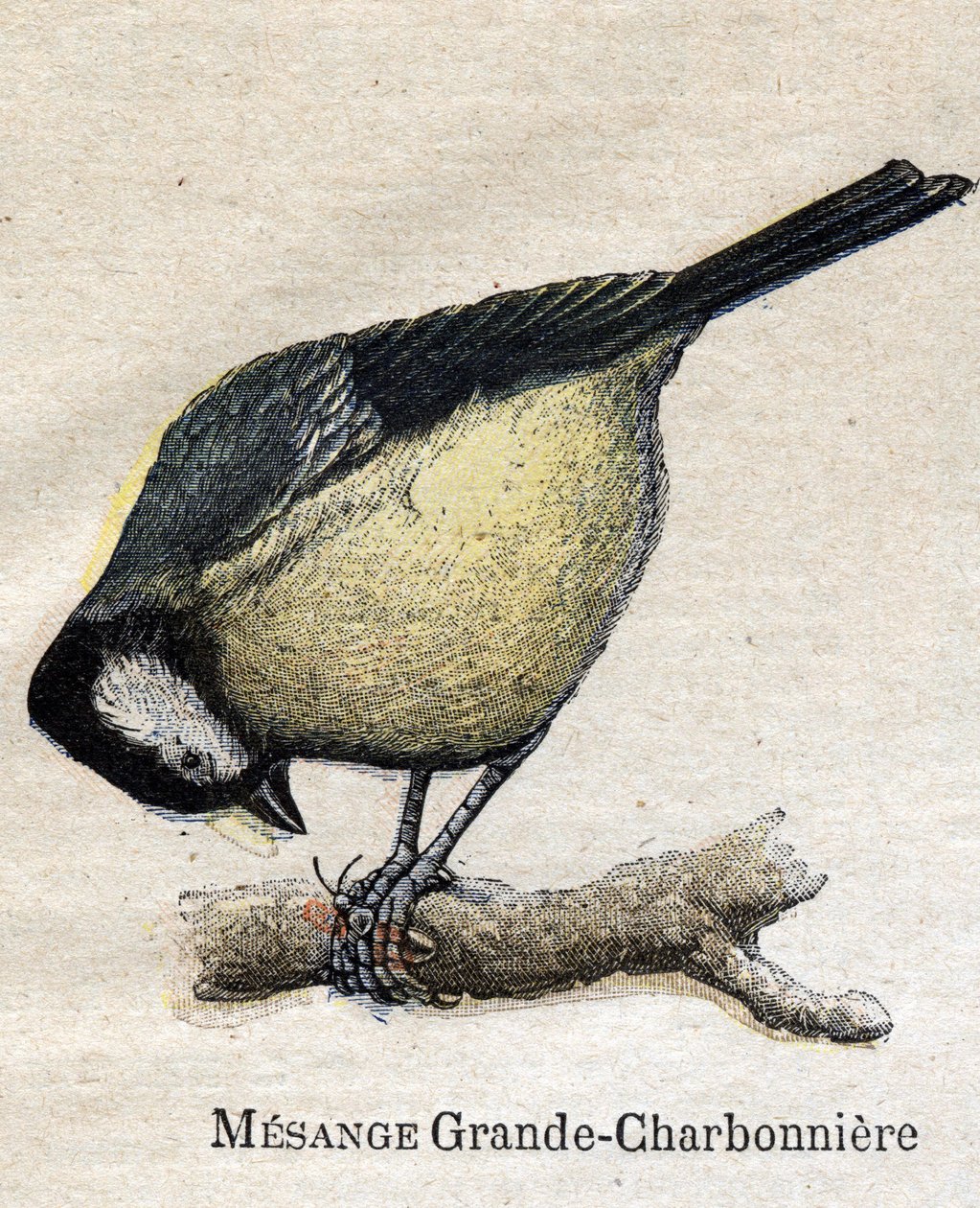 Aves úteis para a agricultura: Big Chickadee - Carvão de Unknown artist