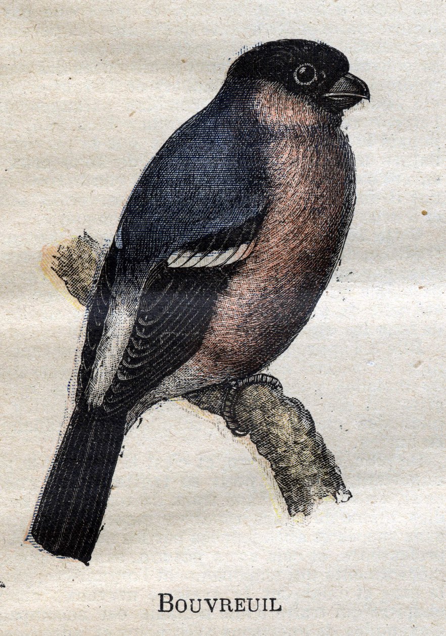 Aves úteis para a agricultura: Bouvreuil de Unknown artist