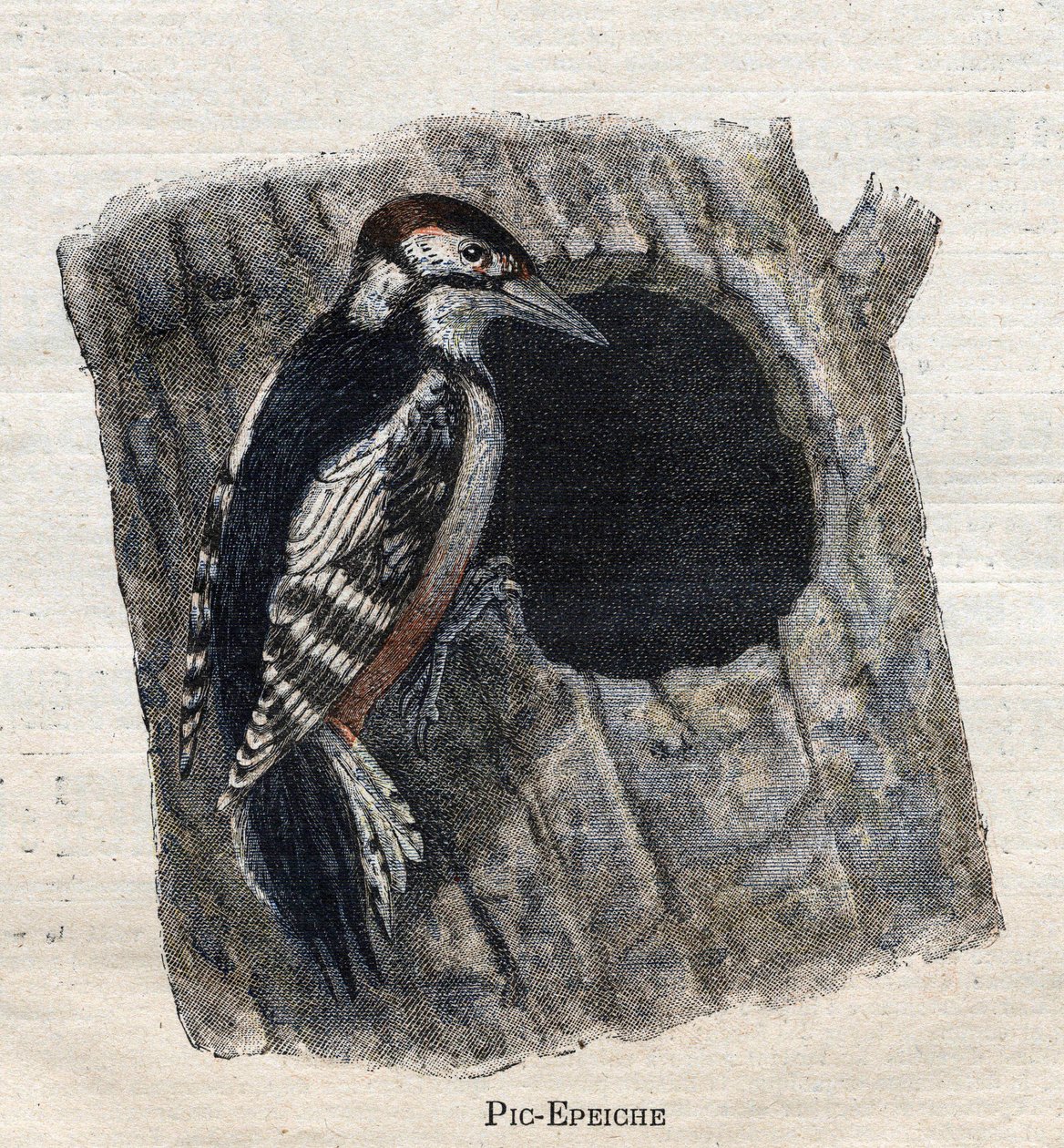 Aves úteis para a agricultura: Pica-pau de Unknown artist